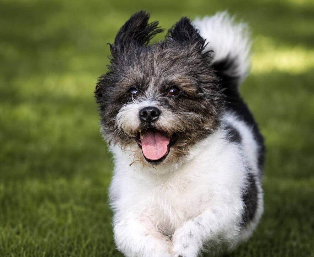 Blije hond rent over het gras met de tong uit de bek