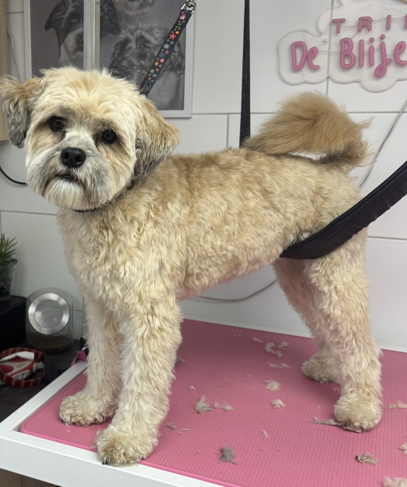 Getrimde hond bij De Blije Hondensnuit